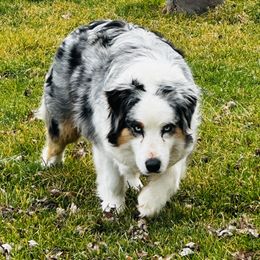 JEWELS - Australian Shepherd