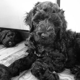 Labradoodle and Australian Labradoodle Puppies from Highland Labradoodles