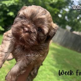 Espresso - Liver female Shih Tzu puppy in Olive Branch, Mississippi from Lavender Blue Exotic Crew