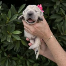 Golden Retriever Puppies from Sanctuary Ranch Goldens