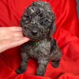 Green - Goldendoodle puppy from Mount Doodles