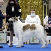 Borzois from Susan Motisi's Borzoi