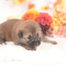 Amy -FULL AKC REGISTRATION- - Sesame female Shiba Inu puppy in Neosho, Missouri from Kenny Cave K9s