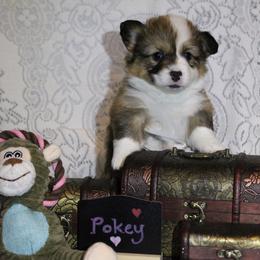 Sweet little Pokey - Sable female Pembroke Welsh Corgi puppy in Purcellville, Virginia from Rhone River Farm Pembroke Welsh Corgis