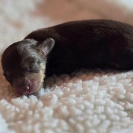 Coco - Chocolate and cream female Dachshund puppy in Oklahoma City, Oklahoma from OkieDoxieland Dachshunds