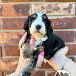 Rory - Tri-color male Bernedoodle puppy in Owasso, Oklahoma from Kallams Bernedoodles & Bernese Mountain Dogs