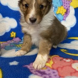 Shetland Sheepdogs and Toy Shetland Sheepdogs from Empire Shelties Ohio