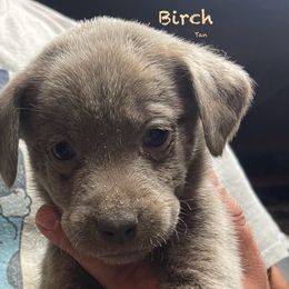 Birch - Silver Dilute Retriever puppy in Somerset, Pennsylvania from Chickentown Labradors
