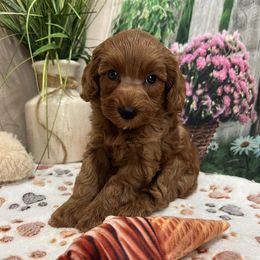 Eli - Red male Cavapoo puppy in Lebanon, Missouri from Danielle’s Doodles
