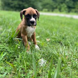 Girl 1 - Fawn female Boxer puppy in Prestonsburg, Kentucky from Diamond Standard Boxers