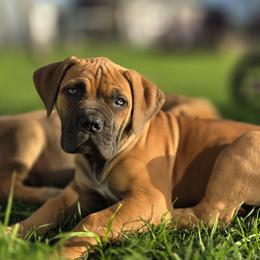 YELLOW - Brown female Boerboel puppy in Ferndale, California from WILDCAT BOERBOELS