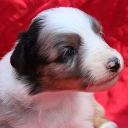 Tostito - Blue merle female Australian Shepherd puppy in Laurel, Mississippi from Reeves Australian Shepherds