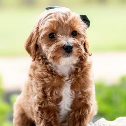 Dixie - Red  female Goldendoodle puppy in Lumberton, Mississippi from SouthernDoodlebug/ Utah Doodlebug