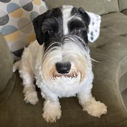 Gus - White and badger male Sealyham Terrier puppy in Nampa, Idaho from Cadoria Sealyhams