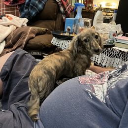 Tiger - Dachshund