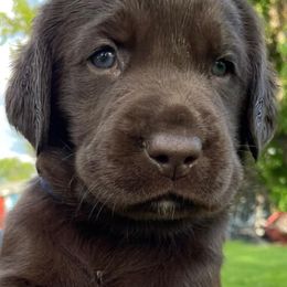 Labrador Retrievers from Scotty’s Chocolate Labs