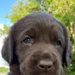 Labrador Retrievers from Scotty’s Chocolate Labs