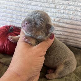 Yellow collar - Gray male Cane Corso puppy in Tucson, Arizona from Cane Corso Friends