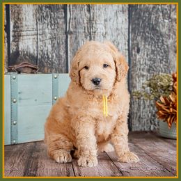 Boy 2 - male Goldendoodle puppy in Connersville, Indiana from Deaz Doodle Ranch