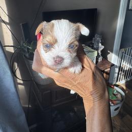 Extreme white - Parti male Yorkshire Terrier puppy in Ohio from Britt n Cindys Yorkshire Terriers