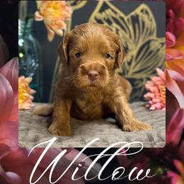 Willow - Caramel female Australian Labradoodle puppy in Fremont, New Hampshire from Birchwood Labradoodles