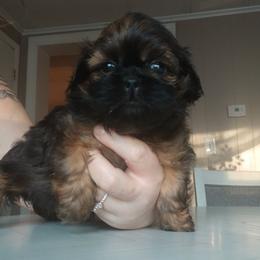 Scarlett - Brindle female Shih Tzu puppy in Brodnax, Virginia from KBs Shih Tzu Babies