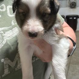 Orange - White and sable male Shetland Sheepdog puppy in Fontanelle, Iowa from Jensen Farms Shelties