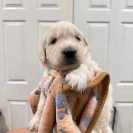 Rooster - Light golden male Golden Retriever puppy in Blaine, Washington from Freedom Retrievers