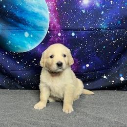 Sirius - Light golden male Golden Retriever puppy in Adair, Oklahoma from Rejoice Retrievers