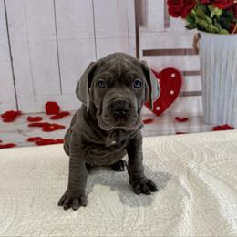 Penny - Gray brindle female Cane Corso puppy in Loogootee, Indiana from Walnut Creek Cane Corso