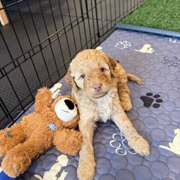 Champ - Golden male Cockapoo puppy in Excelsior, Minnesota from Stella’s Six