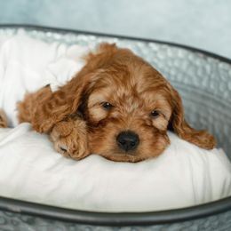 Cavapoo and Goldendoodle Puppies from Regal Doodles