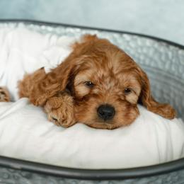 Cavapoo and Goldendoodle Puppies from Regal Doodles