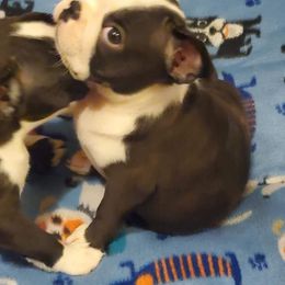 Boston Terrier Puppies from Big Sky Bostons