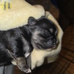 Indy - Black and tan female Chihuahua puppy in Mills River, North Carolina from Chosen Chihuahuas