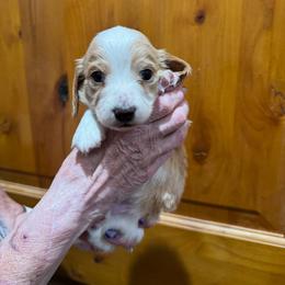 Apache - Cream male Dachshund puppy in Heber Overgaard, Arizona from Sonoran Doxies
