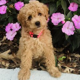 Bernedoodle and Goldendoodle Puppies from Cottrell’s Poodles & Doodles