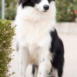 Border Collies from Manor Farms Border Collies