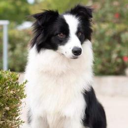 Border Collies from Manor Farms Border Collies