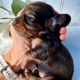 Shaded Red - Red male Dachshund puppy in Nampa, Idaho from Long_and_Low_Dachshunds