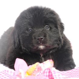 Sweetheart Lt. Pink - Black female Newfoundland puppy in Kimball Twp, Michigan from Pine River Newfoundlands