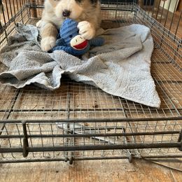 Australian Shepherd Puppies from 4H Aussies