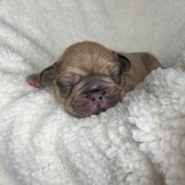 French Bulldog Puppies from Carter’s Kennel