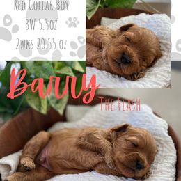 Red Collar - Red male Cavapoo puppy in West Jordan, Utah from Ruby's Cavapoos