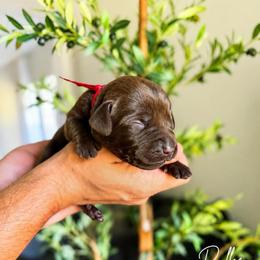 Roller - Chocolate male Labrador Retriever puppy in Amery, Wisconsin from Cornerstone Retrievers