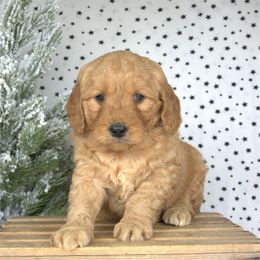 Eve - Red  female Goldendoodle puppy in Apopka, Florida from Rae Precious Puppies