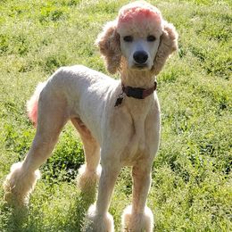 Cisco - Poodle