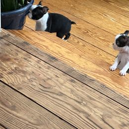 Boston Terrier and French Bulldog Puppies from Classic Boston Terriers and French Bulldogs