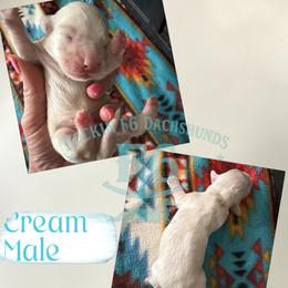 Jimmy - Cream male Dachshund puppy in Horatio, Arkansas from Rockin F6 Miniature Dachsunds