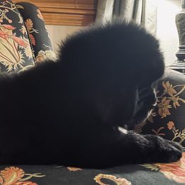 Yellow Boy - Black male Newfoundland puppy in Richland, Washington from CBN